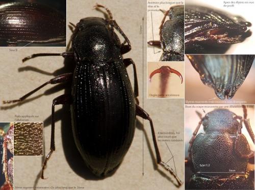 Réf. 237 245 : Stenomax aeneus